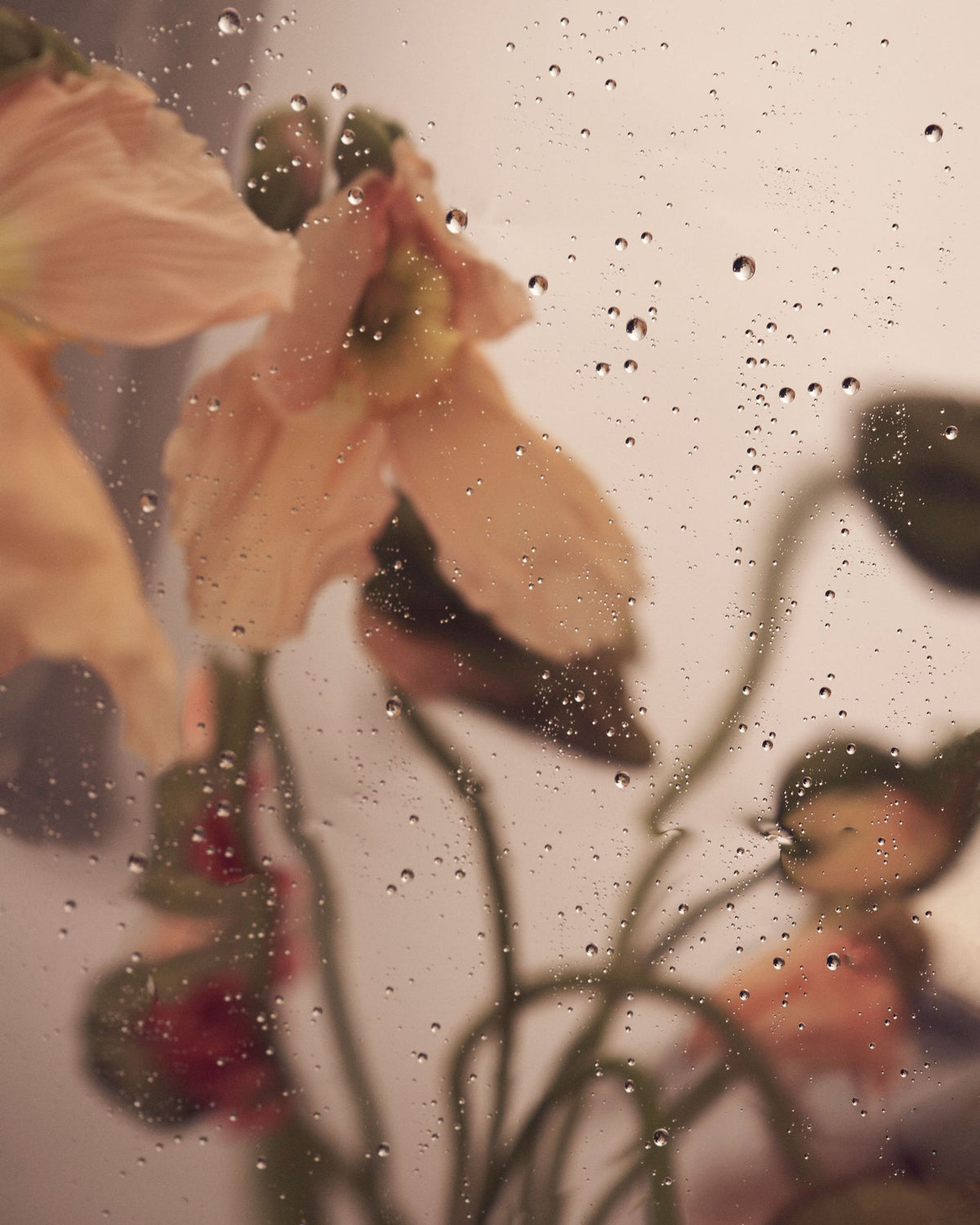 Still life by Sonia Rentsch