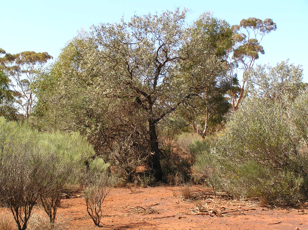 Australian Sandalwood source